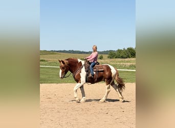 Arbeitspferd Mix, Wallach, 4 Jahre, Schecke
