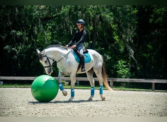 Arbeitspferd Mix, Wallach, 4 Jahre, Schimmel