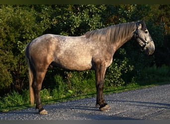 Arbeitspferd Mix, Wallach, 4 Jahre, Schimmel