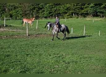 Arbeitspferd Mix, Wallach, 4 Jahre, Schimmel