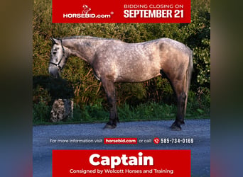 Arbeitspferd Mix, Wallach, 4 Jahre, Schimmel