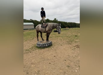 Arbeitspferd Mix, Wallach, 4 Jahre, Schimmel