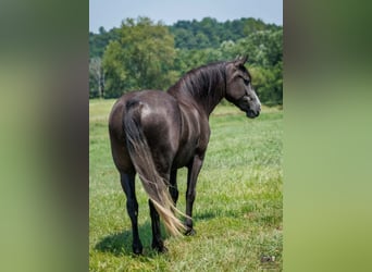 Arbeitspferd Mix, Wallach, 4 Jahre, Schimmel