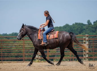 Arbeitspferd Mix, Wallach, 4 Jahre, Schimmel