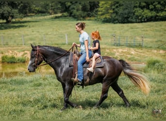 Arbeitspferd Mix, Wallach, 4 Jahre, Schimmel