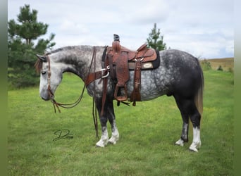 Arbeitspferd Mix, Wallach, 5 Jahre, 142 cm, Schimmel
