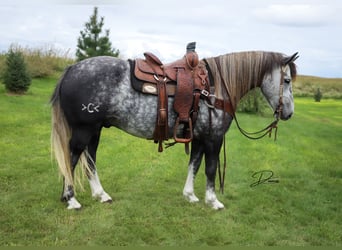 Arbeitspferd Mix, Wallach, 5 Jahre, 142 cm, Schimmel