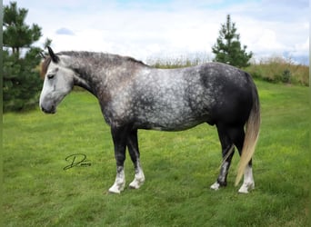 Arbeitspferd Mix, Wallach, 5 Jahre, 142 cm, Schimmel