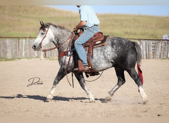 Arbeitspferd Mix, Wallach, 5 Jahre, 142 cm, Schimmel