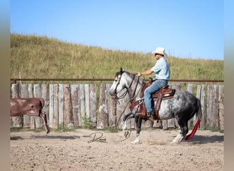 Arbeitspferd Mix, Wallach, 5 Jahre, 142 cm, Schimmel
