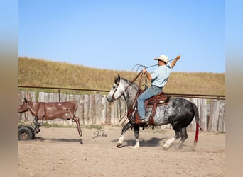 Arbeitspferd Mix, Wallach, 5 Jahre, 142 cm, Schimmel