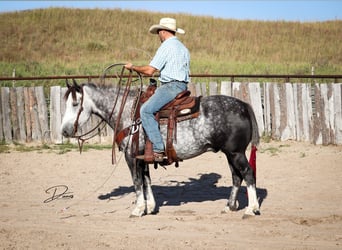 Arbeitspferd Mix, Wallach, 5 Jahre, 142 cm, Schimmel