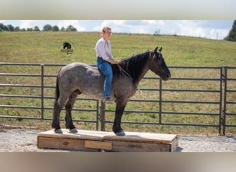Arbeitspferd Mix, Wallach, 5 Jahre, 145 cm, Roan-Blue