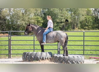 Arbeitspferd Mix, Wallach, 5 Jahre, 145 cm, Roan-Blue