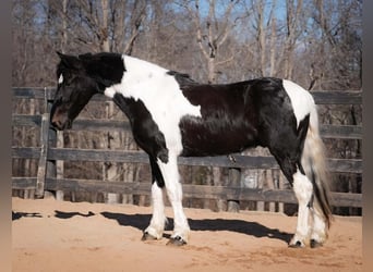 Arbeitspferd Mix, Wallach, 5 Jahre, 145 cm, Schecke