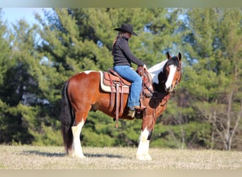 Arbeitspferd Mix, Wallach, 5 Jahre, 145 cm, Schecke