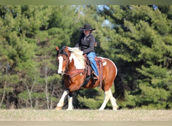 Arbeitspferd Mix, Wallach, 5 Jahre, 145 cm, Schecke