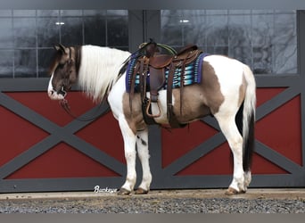 Arbeitspferd Mix, Wallach, 5 Jahre, 147 cm, Grullo