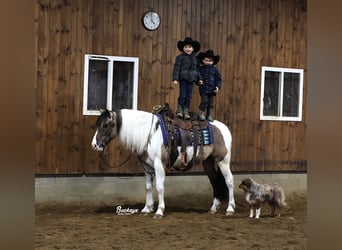 Arbeitspferd Mix, Wallach, 5 Jahre, 147 cm, Grullo