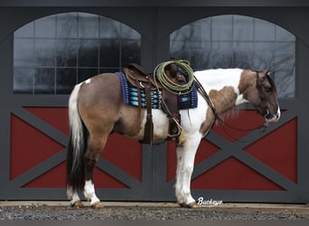 Arbeitspferd Mix, Wallach, 5 Jahre, 147 cm, Grullo