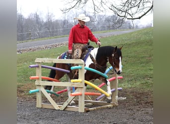 Arbeitspferd Mix, Wallach, 5 Jahre, 147 cm, Tobiano-alle-Farben