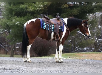 Arbeitspferd Mix, Wallach, 5 Jahre, 147 cm, Tobiano-alle-Farben