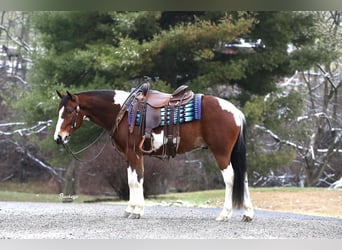 Arbeitspferd Mix, Wallach, 5 Jahre, 147 cm, Tobiano-alle-Farben