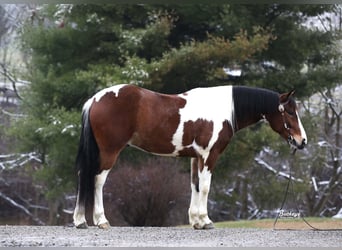 Arbeitspferd Mix, Wallach, 5 Jahre, 147 cm, Tobiano-alle-Farben