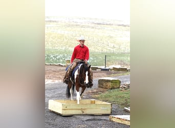 Arbeitspferd Mix, Wallach, 5 Jahre, 147 cm, Tobiano-alle-Farben