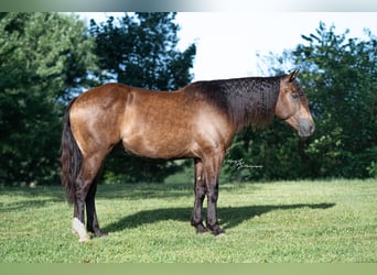 Arbeitspferd Mix, Wallach, 5 Jahre, 152 cm, Buckskin