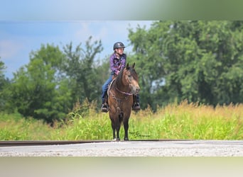 Arbeitspferd Mix, Wallach, 5 Jahre, 152 cm, Buckskin