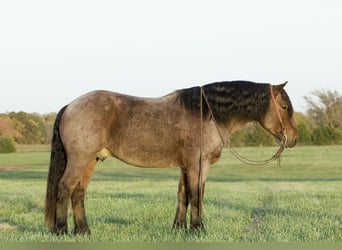 Arbeitspferd Mix, Wallach, 5 Jahre, 152 cm, Roan-Bay