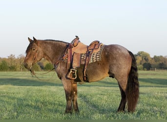 Arbeitspferd Mix, Wallach, 5 Jahre, 152 cm, Roan-Bay