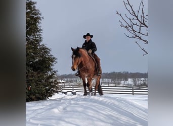 Arbeitspferd, Wallach, 5 Jahre, 152 cm, Roan-Bay