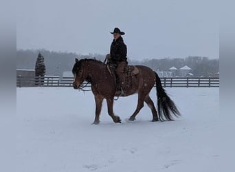 Arbeitspferd, Wallach, 5 Jahre, 152 cm, Roan-Bay