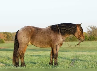 Arbeitspferd, Wallach, 5 Jahre, 152 cm, Roan-Bay
