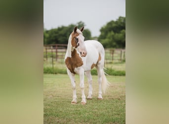 Arbeitspferd Mix, Wallach, 5 Jahre, 152 cm, Rotfuchs