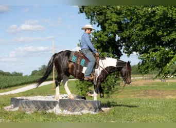 Arbeitspferd Mix, Wallach, 5 Jahre, 152 cm, Schecke