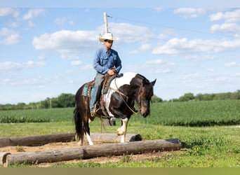 Arbeitspferd Mix, Wallach, 5 Jahre, 152 cm, Schecke