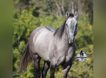 Arbeitspferd, Wallach, 5 Jahre, 152 cm, Schimmel