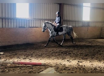 Arbeitspferd, Wallach, 5 Jahre, 156 cm, Apfelschimmel