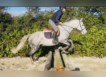 Arbeitspferd, Wallach, 5 Jahre, 156 cm, Apfelschimmel