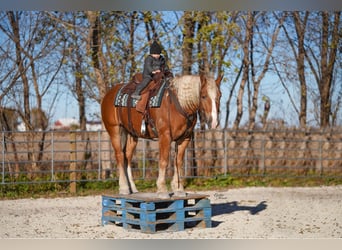 Arbeitspferd Mix, Wallach, 5 Jahre, 157 cm, Palomino