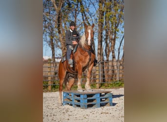 Arbeitspferd Mix, Wallach, 5 Jahre, 157 cm, Palomino