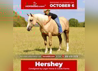 Arbeitspferd Mix, Wallach, 5 Jahre, 157 cm, Palomino
