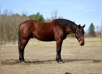 Arbeitspferd, Wallach, 5 Jahre, 157 cm, Rotbrauner