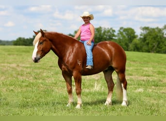 Arbeitspferd Mix, Wallach, 5 Jahre, 157 cm