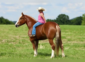Arbeitspferd Mix, Wallach, 5 Jahre, 157 cm