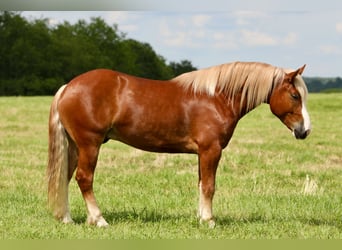 Arbeitspferd Mix, Wallach, 5 Jahre, 157 cm
