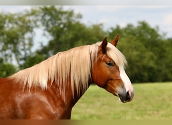 Arbeitspferd Mix, Wallach, 5 Jahre, 157 cm